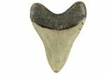 Serrated, Fossil Megalodon Tooth - North Carolina #236892-1